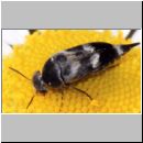 Variimorda villosa - Stachelkaefer 03 Teverener Heide.jpg